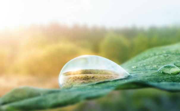 What is Biodiversity? And what is the EU Biodiversity Strategy?