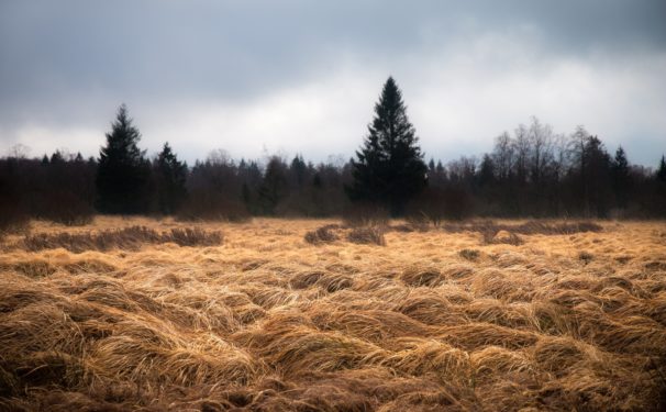 100% Carbon Neutral from Source to Consumer